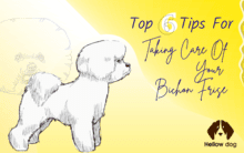 Top 6 Tips for Taking Care of Your Bichon Frise