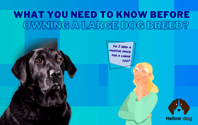 What You Need to Know Before Owning A Large Dog Breed