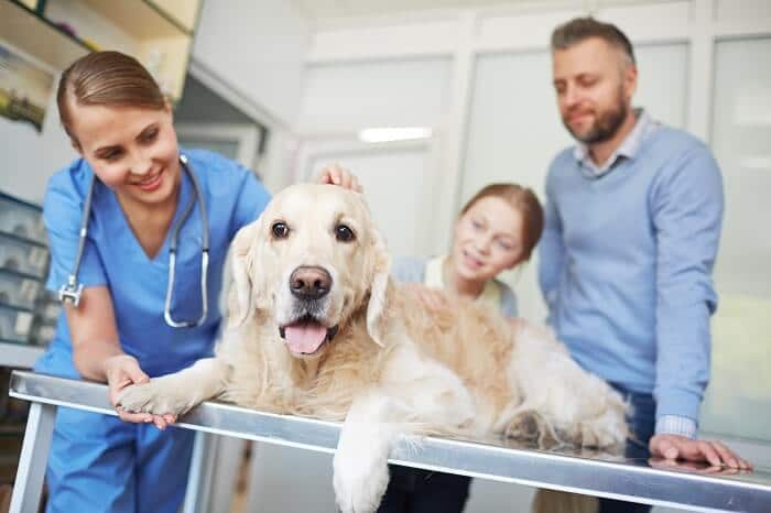 Why you Need A Vet Check-Up