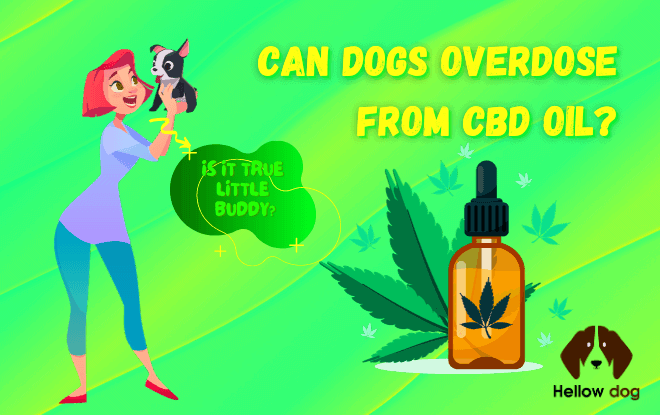 Can Dogs Overdose From CBD Oil