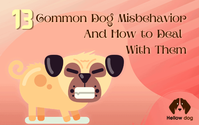 13 Common Dog Misbehavior and How to Deal with Them