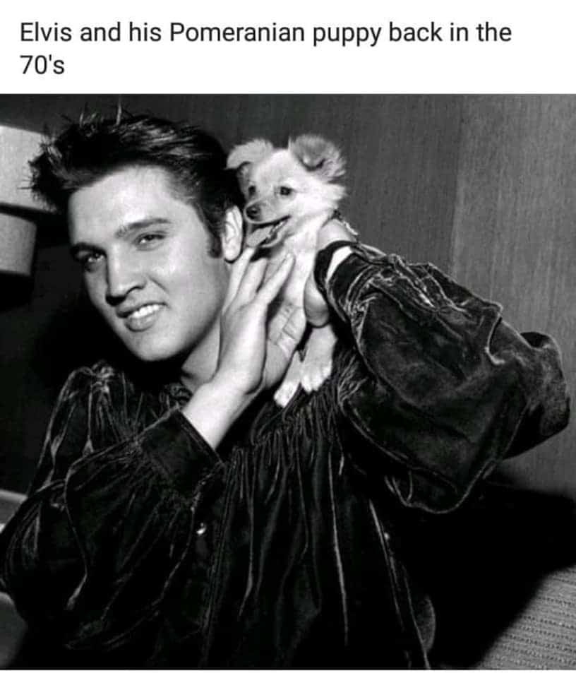 Elvis Presley with his pomeranian puppy.