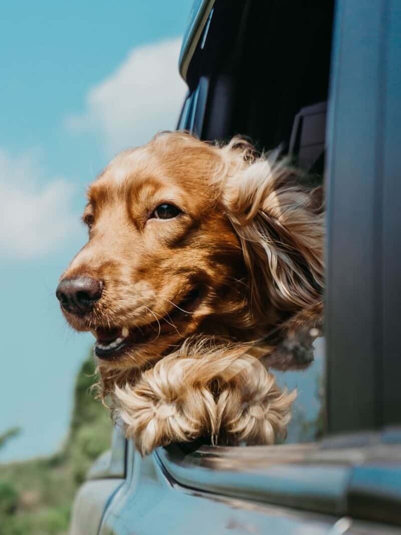 A dog on a family trip