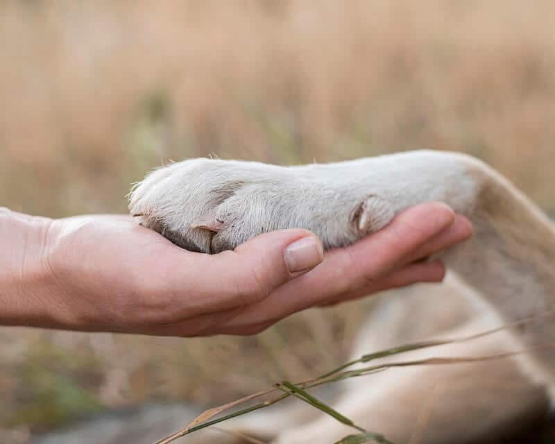 A girl hold dog's paw