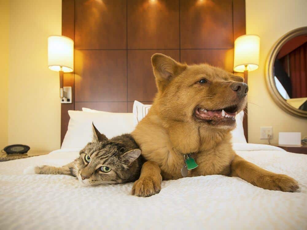 Dogs and cats are relaxing in bed at the dog hotel