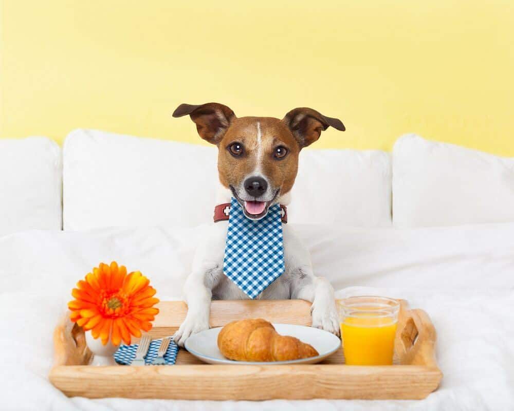 The dog is having breakfast at the dog friendly hotels