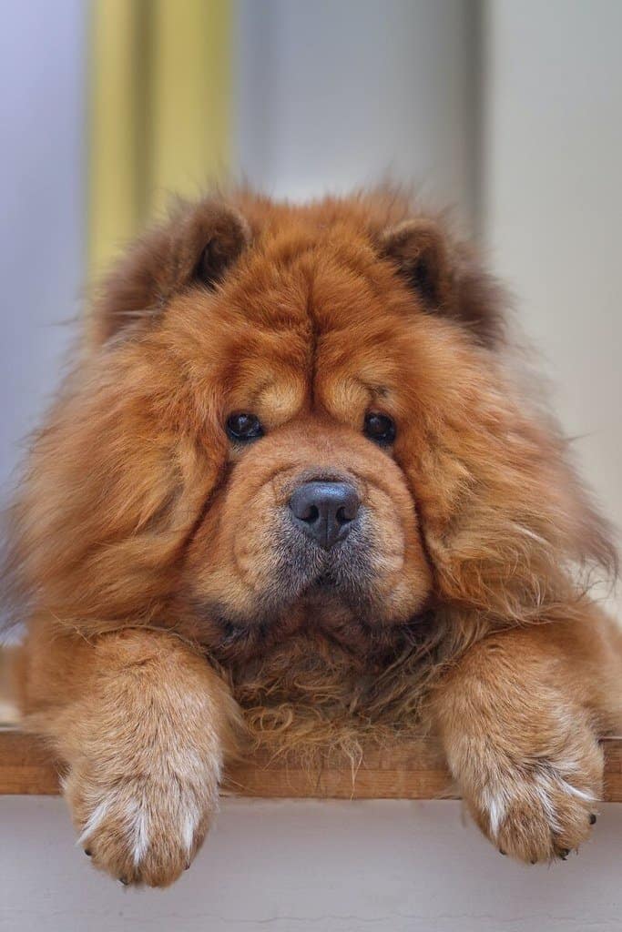 chow chows dog breeds
