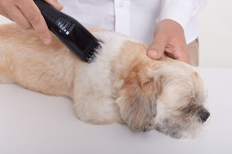 clipping your dog's hair