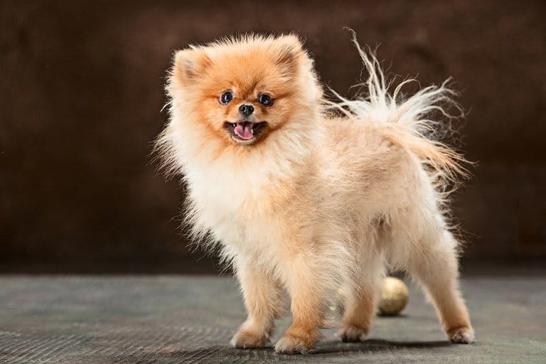 Tiny Pomeranian How Much Do These Adorable Fluffy Ball Cost?