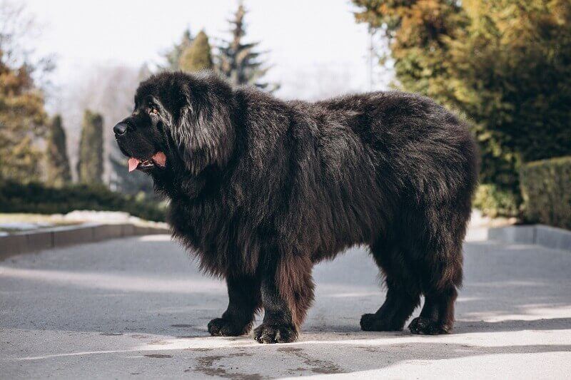 impressive size black dog 100 pounds outside park