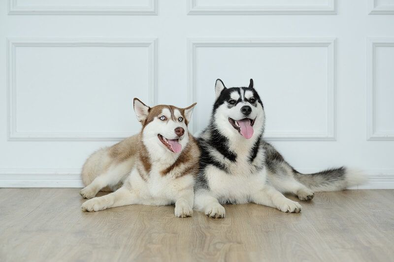  A male and female dog facing each other, representing the topic of recognizing sexual maturity in dogs.