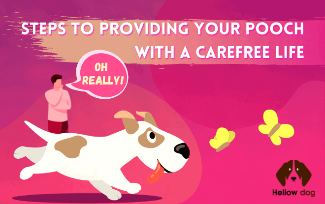 Steps to Providing Your Pooch with a Carefree Life