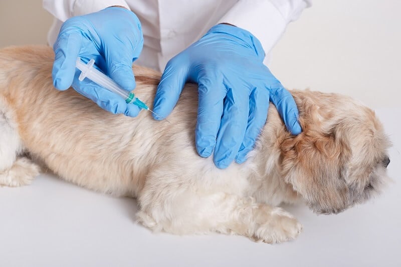 dog first vaccines