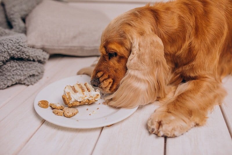 make Sure your dog get Right Nutrition