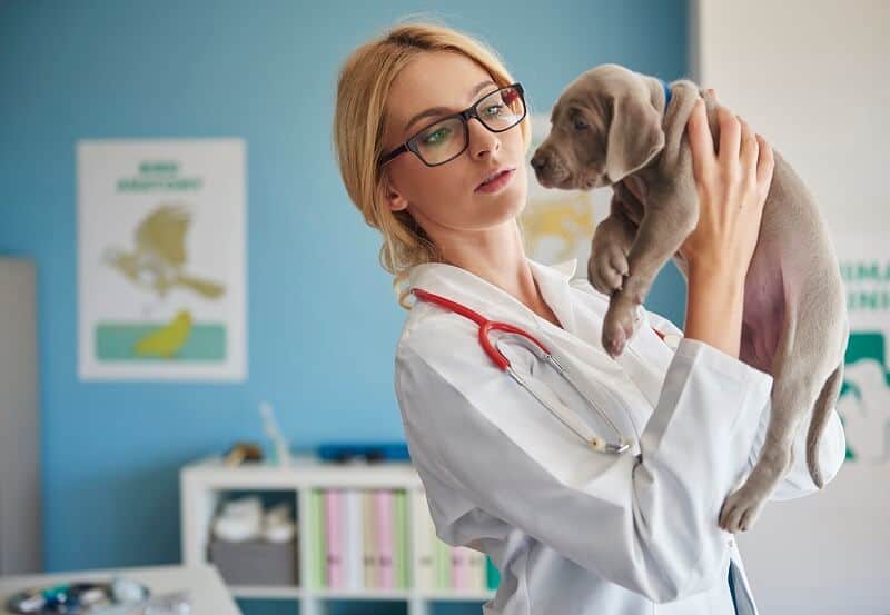 vet bill can safe pay monthly premium pet insurance