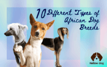 10 African Dog Breeds