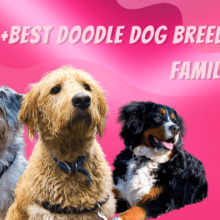 Best Doodle Dog Breeds