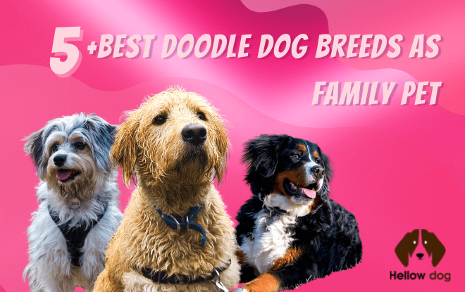 Best Doodle Dog Breeds