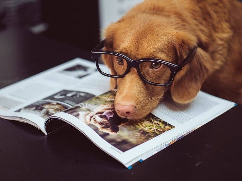 Can a dog read