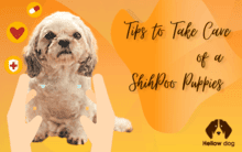 How do you take care of a ShihPoo puppies