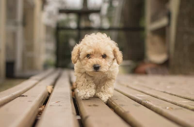 cute beige shihpoo dog walking wooden deck