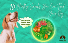Healthy Feed for Your Dog