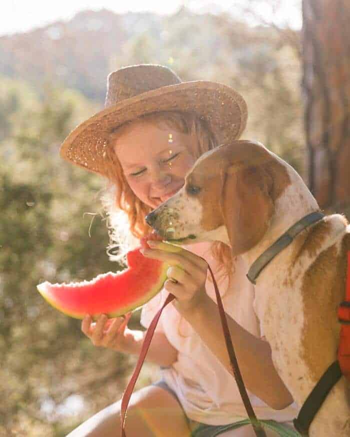 dog eating slice watermelon