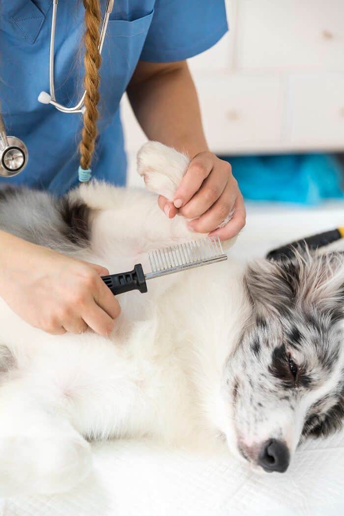 veterinarian can give tick medicine