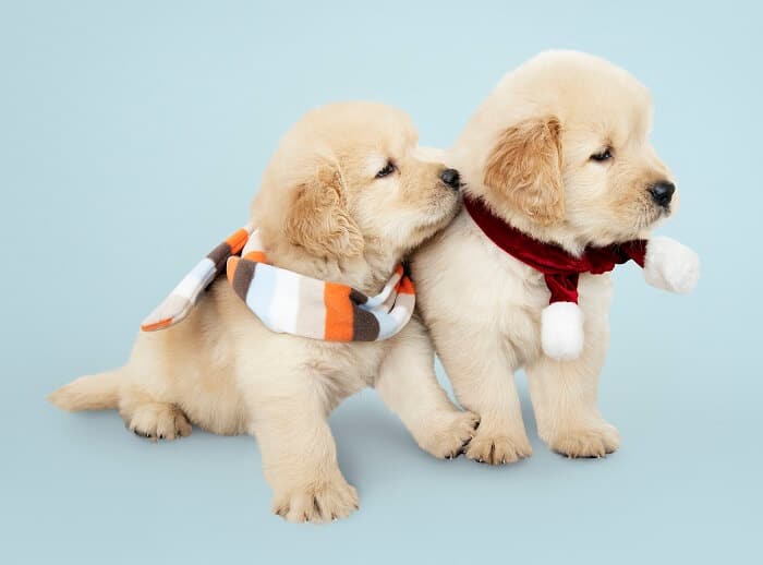 Two Golden Retriever puppies