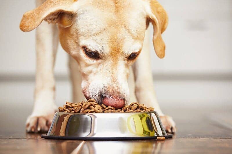 Change Your Dog’s Diet
