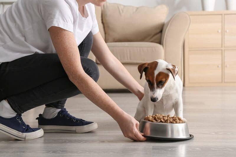 9 Signs You Should Change Your Dog’s Diet