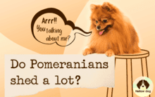 Do Pomeranians Shed A Lot