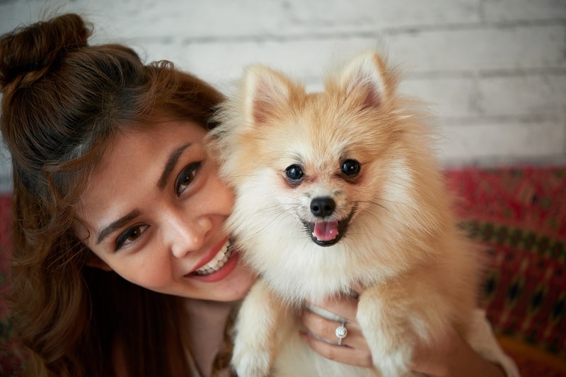 Pomeranian dog in a great moment with his owner
