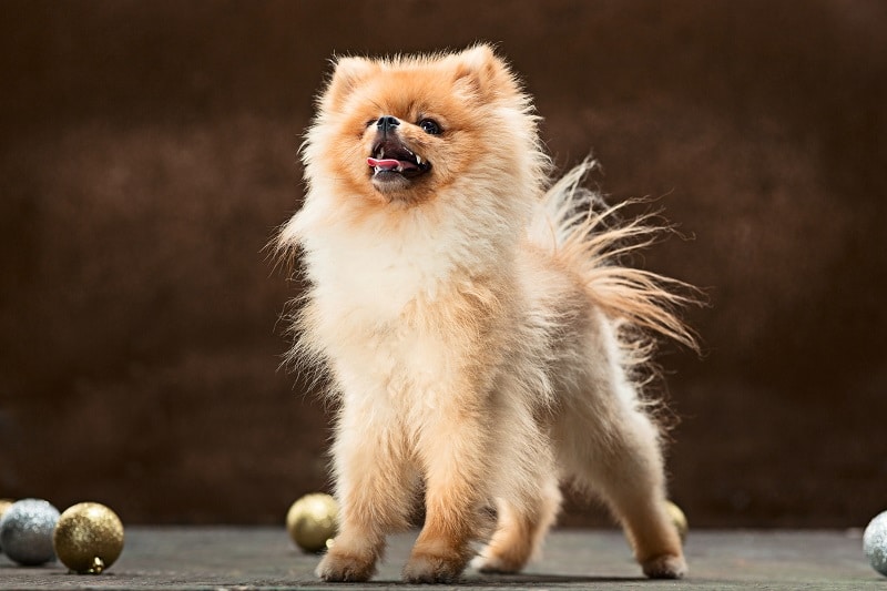 Portrait of a small Pomeranian dog