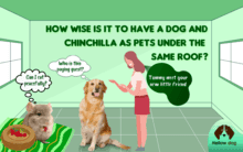 chinchilla vs dog