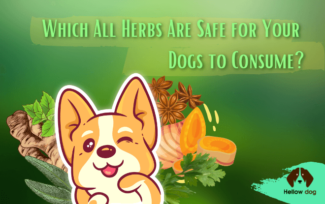 which natural herbs are important for your dogs