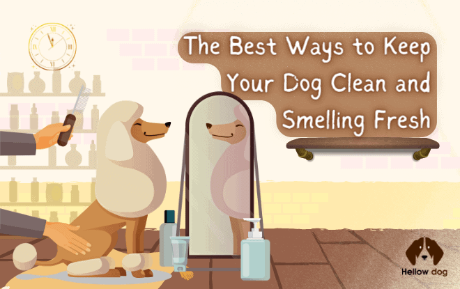 Best Ways to Keep Your Dog Clean