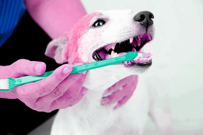 Brush your dog teeth every day