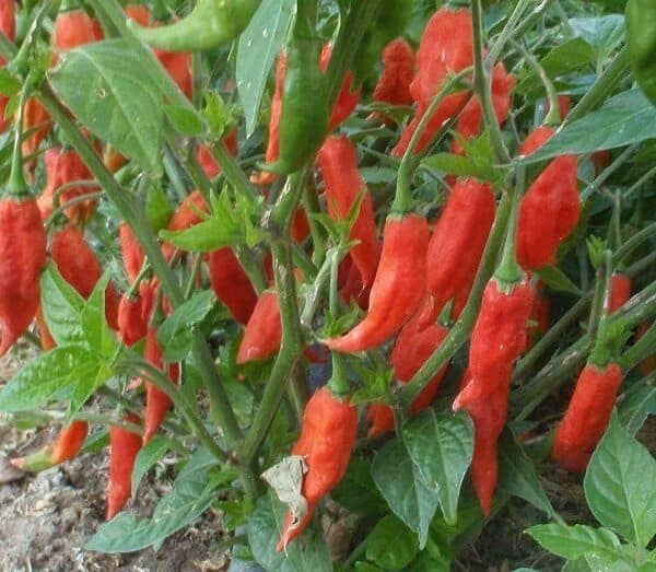 Hot Chili Pepper dog garden plants