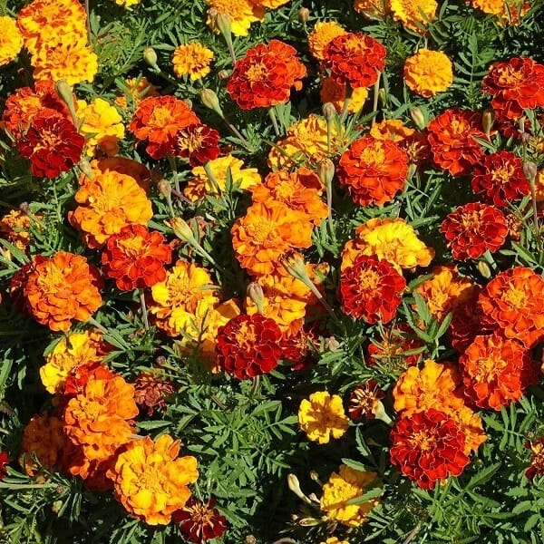 Marigold Flower fall plants safe for dogs