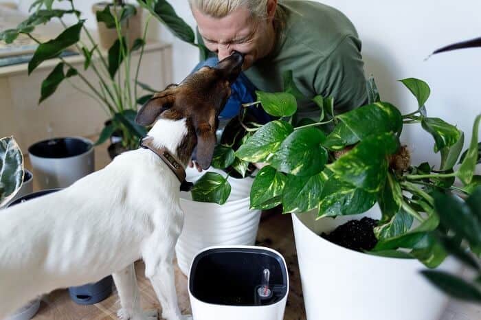 Plants that are safe for dogs