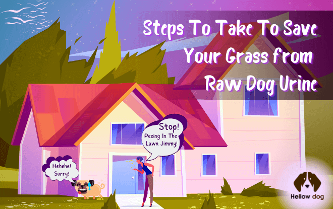 Save Your Grass from Raw Dog Urine