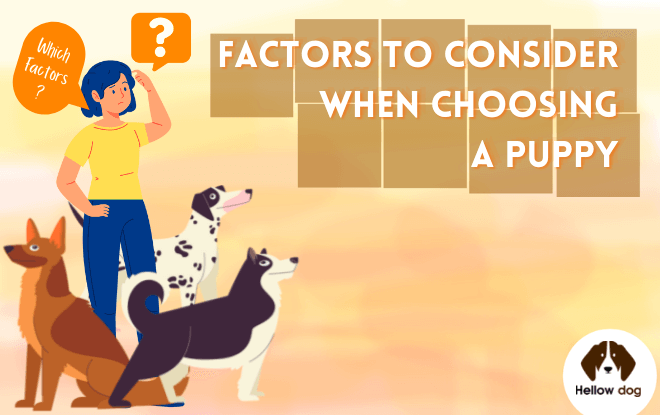 Factors to Consider When Choosing a Puppy