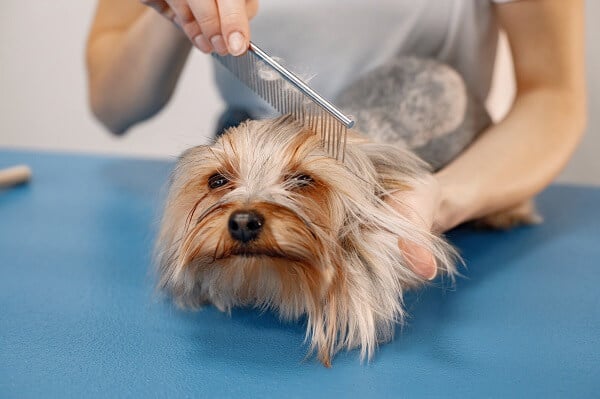 Grooming your Dog