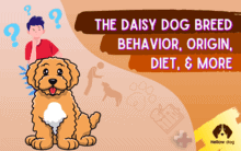 The Daisy Dog Breed Origin, Behavior, Diet, and More