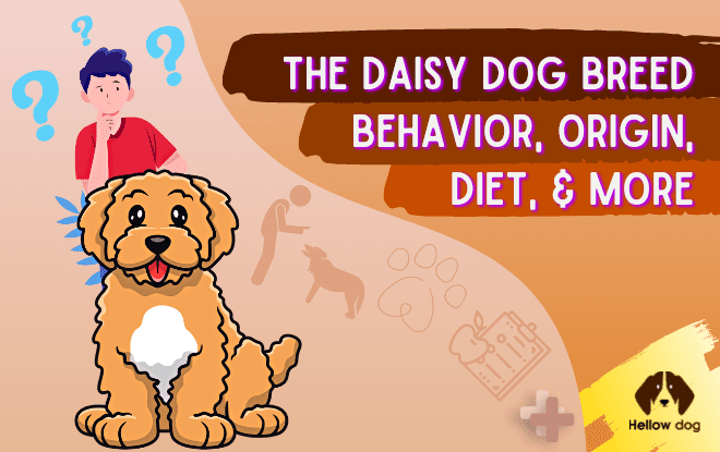 The Daisy Dog Breed Origin, Behavior, Diet, and More