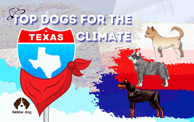 Top Dogs for the Texas Climate