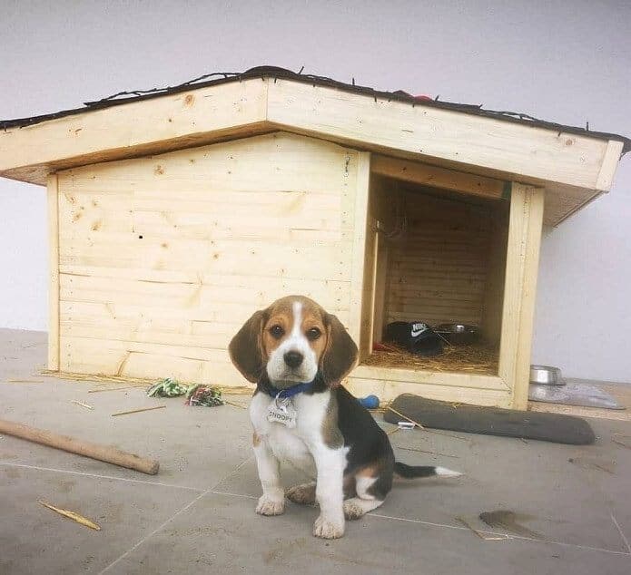 dog house made from furniture DIY