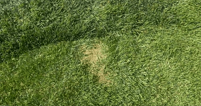 dog pee turning grass yellow