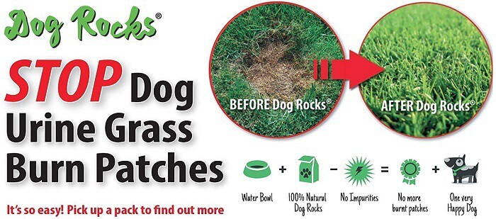 how to keep dogs from ruining grass